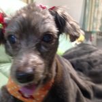 僕の命の恩人、チョコちゃんですっ