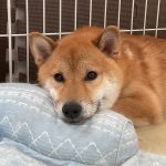 柴犬のリク（利久）！！