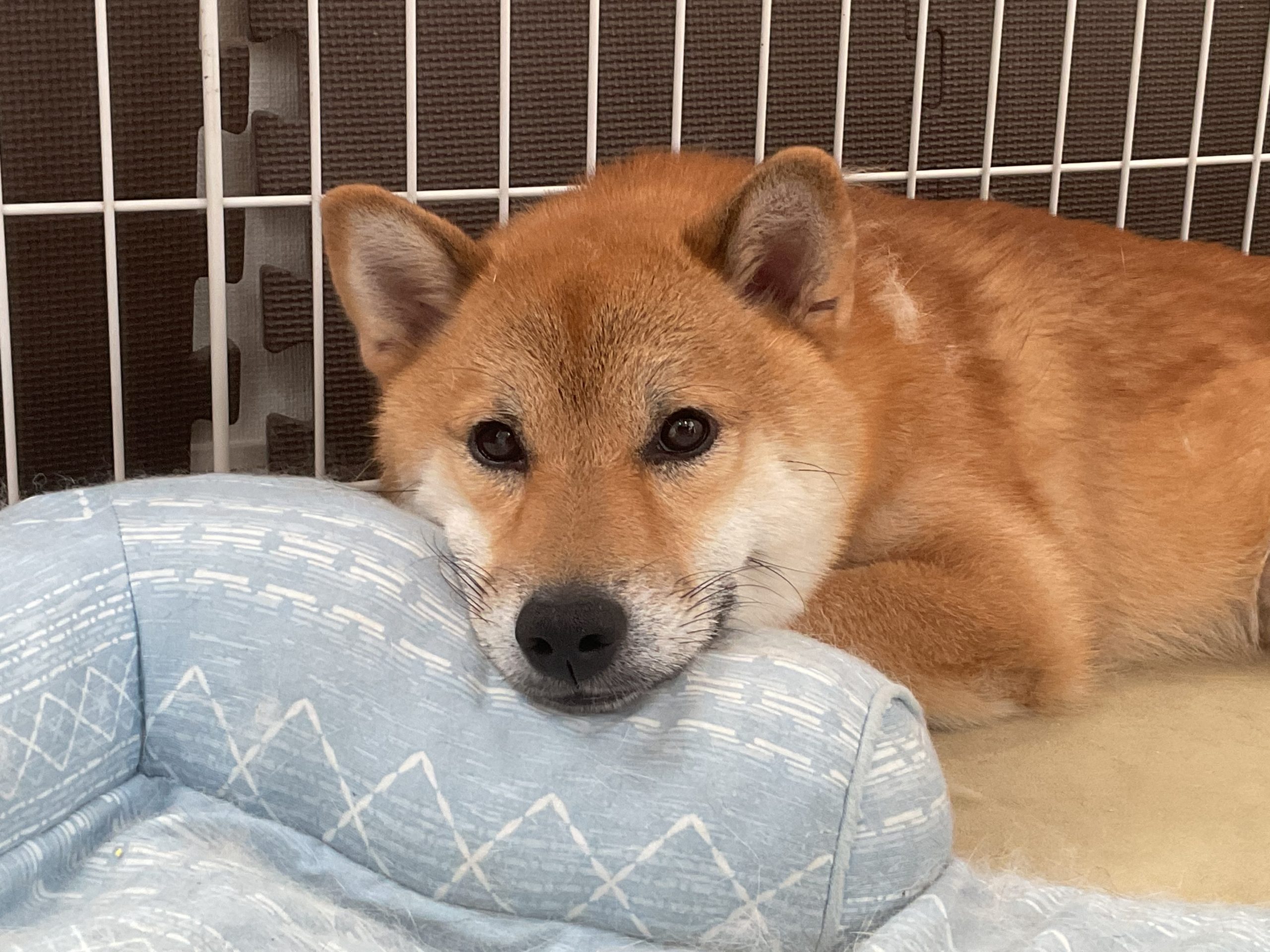 柴犬のリク（利久）！！
