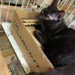 黒猫