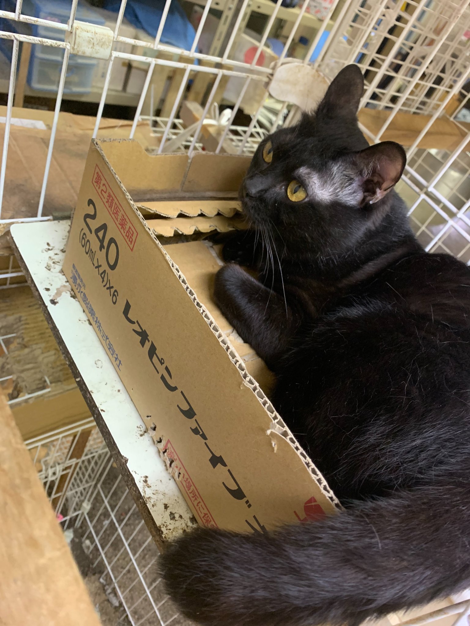 黒猫