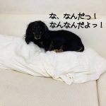 カニンヘン・ダックスフンドのルカ‼︎‼︎