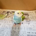 セキセイインコのピピ♡