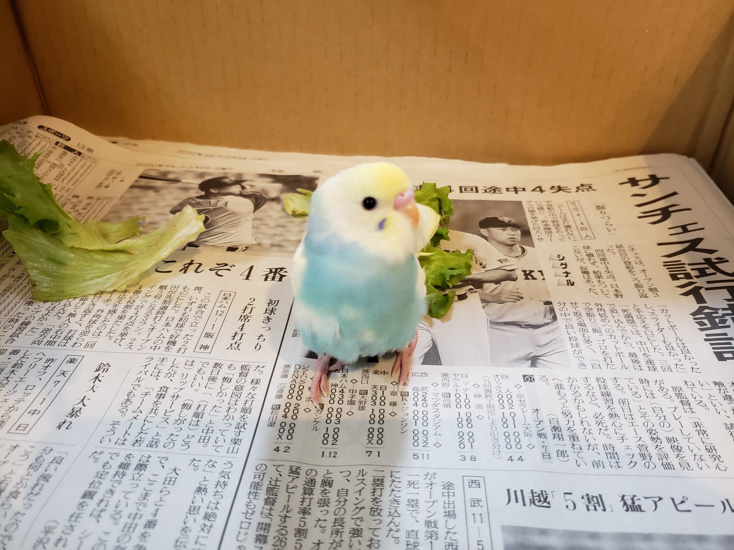 セキセイインコのピピ♡
