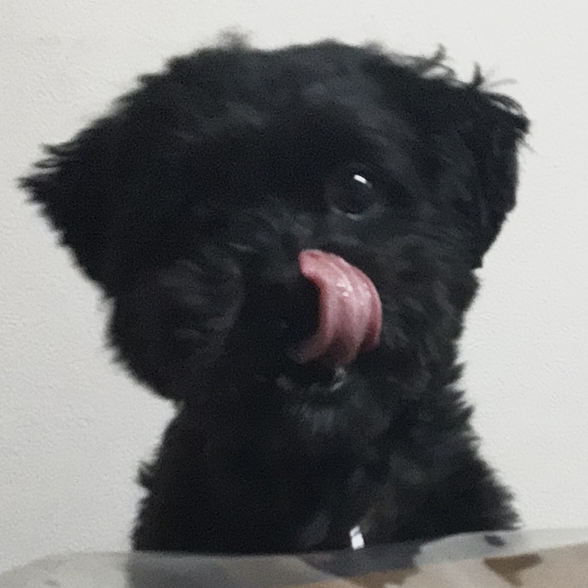 ミックス犬のオレオくんだよー!