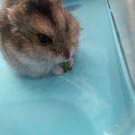 うちのハムスター