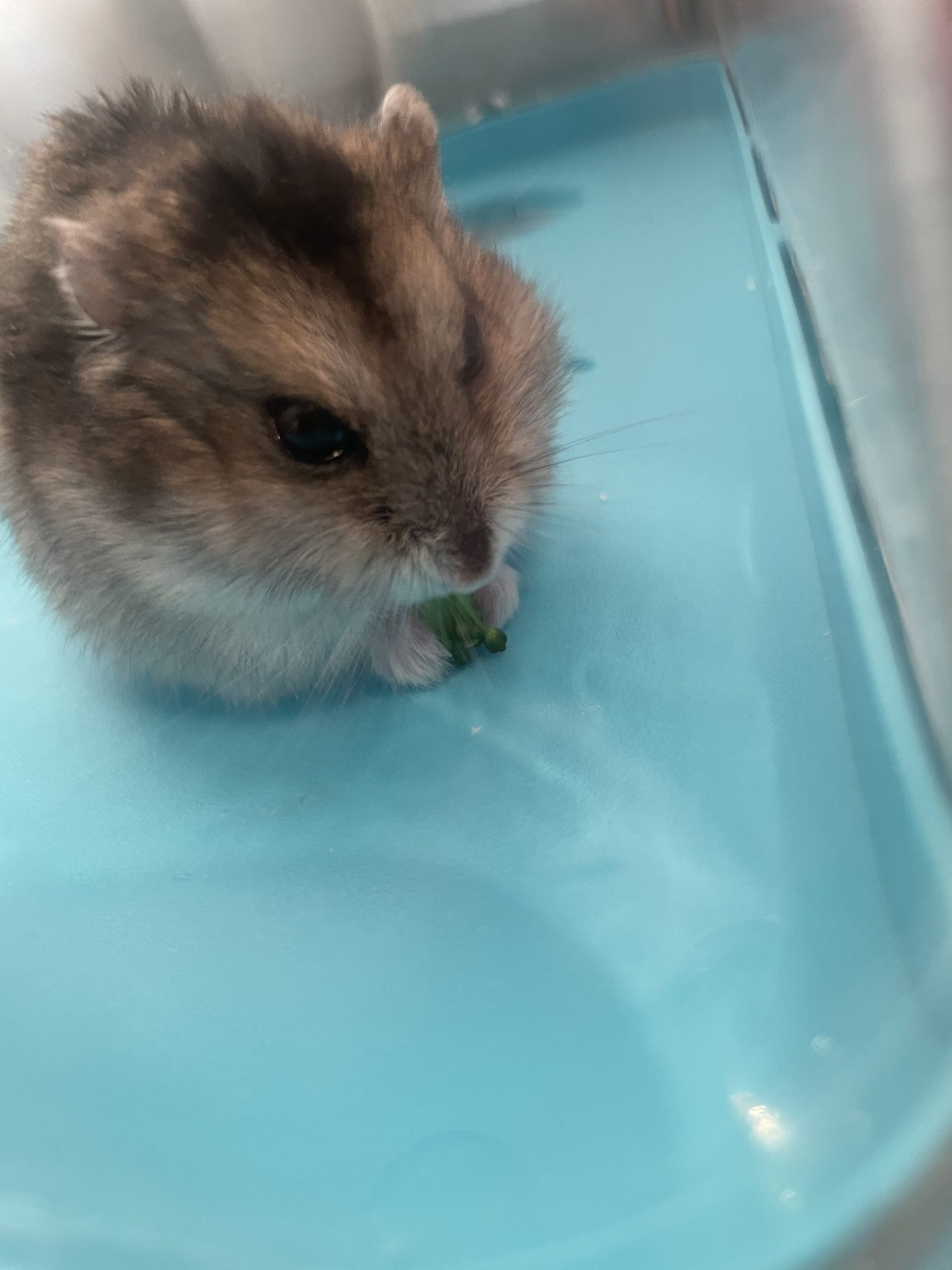 うちのハムスター