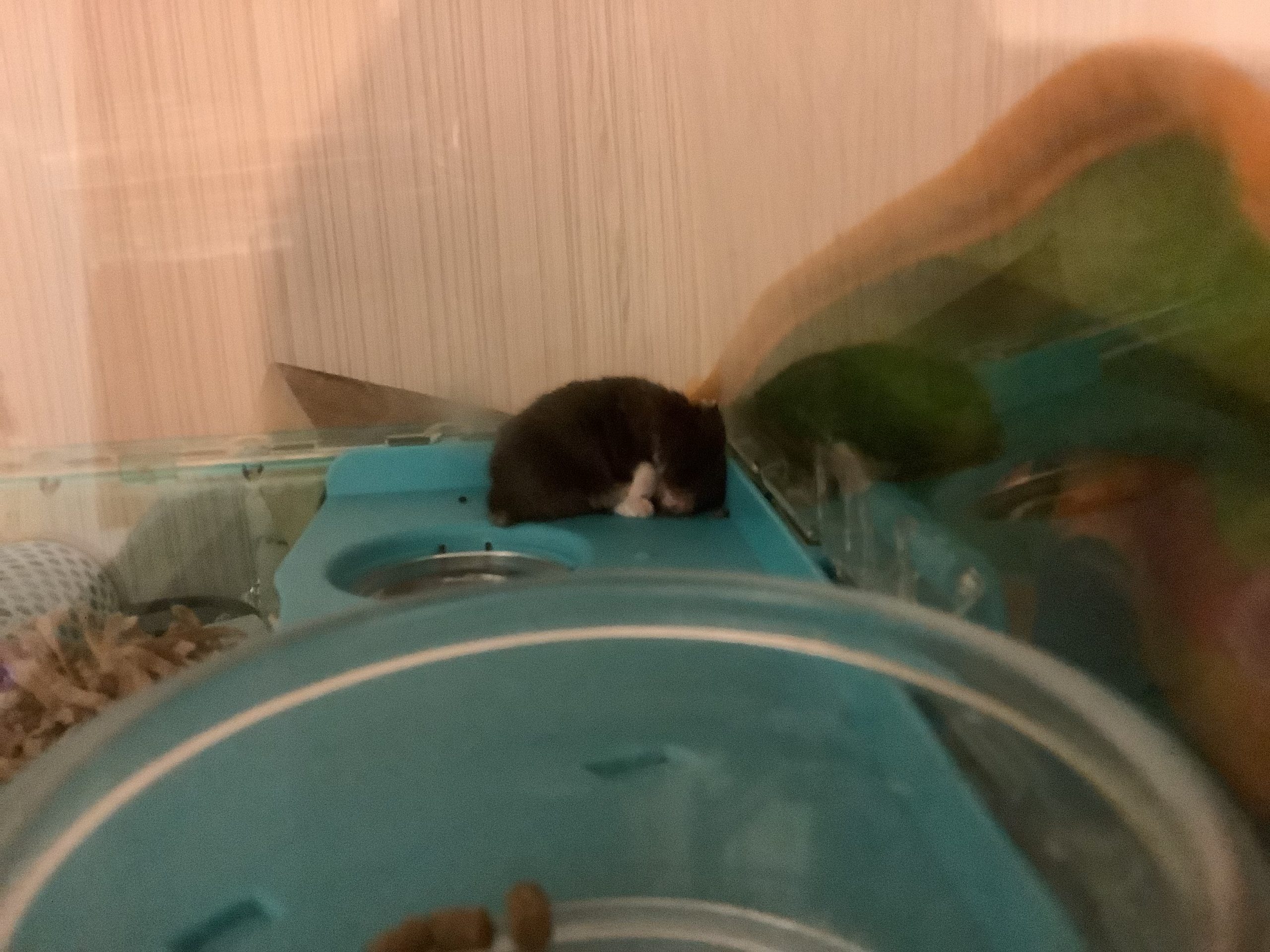 くろ豆