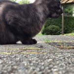 ココアちゃん