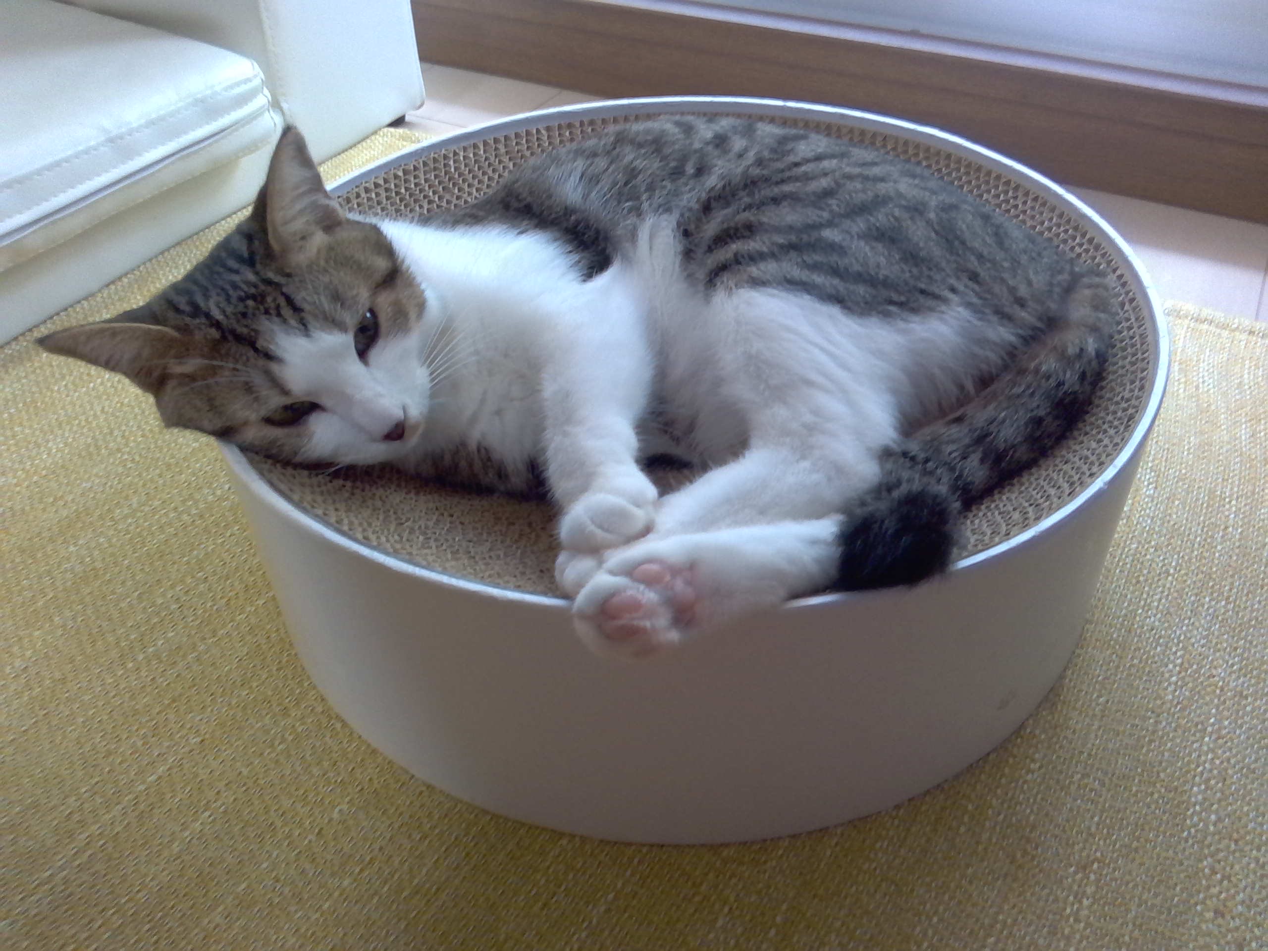 メル雑種