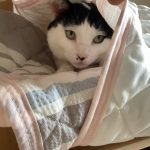 ウォノくん