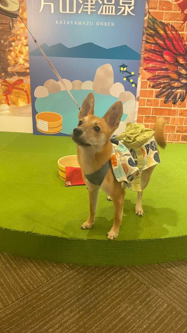 こむぎ くん!