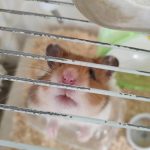 ちゃな