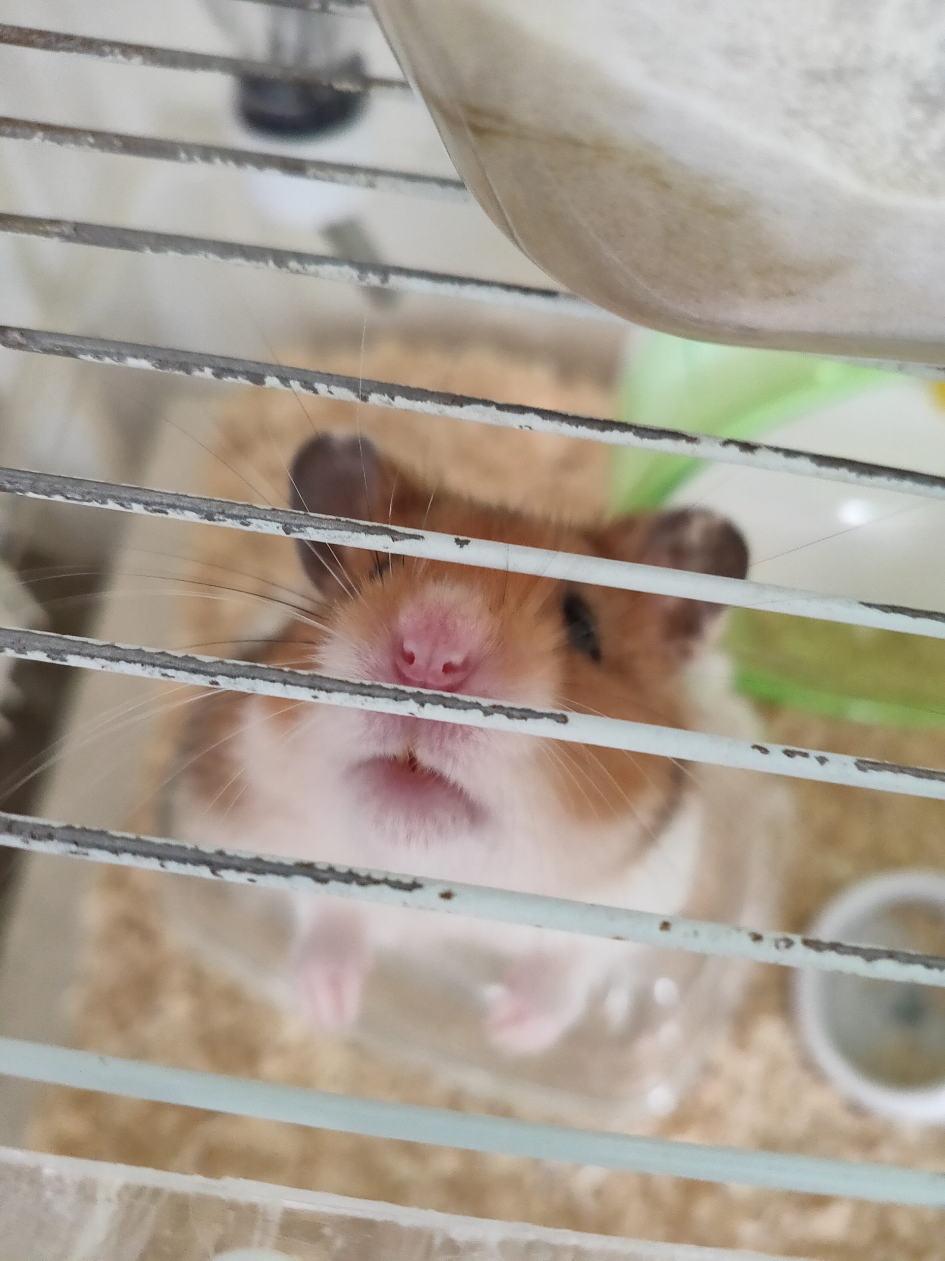 ちゃな