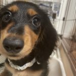 カニーンヘン・ダックスフンドの子犬
