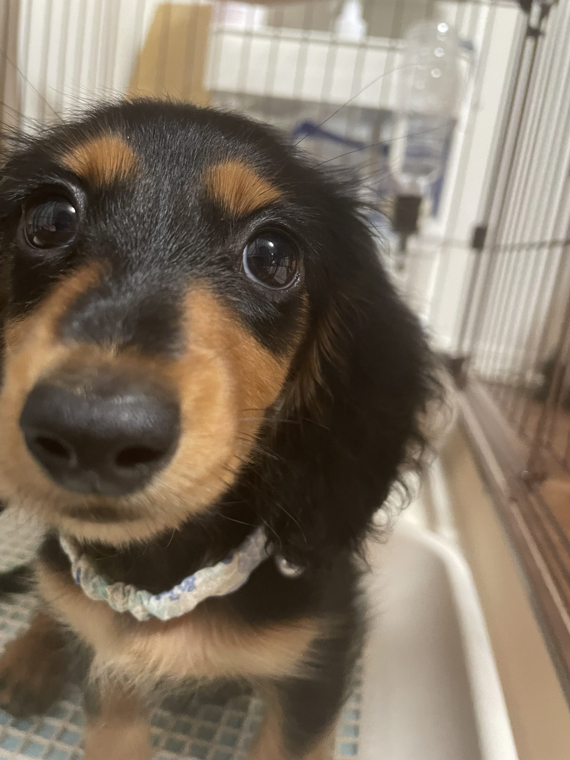 カニーンヘン・ダックスフンドの子犬