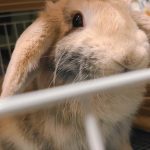 うさぎさん