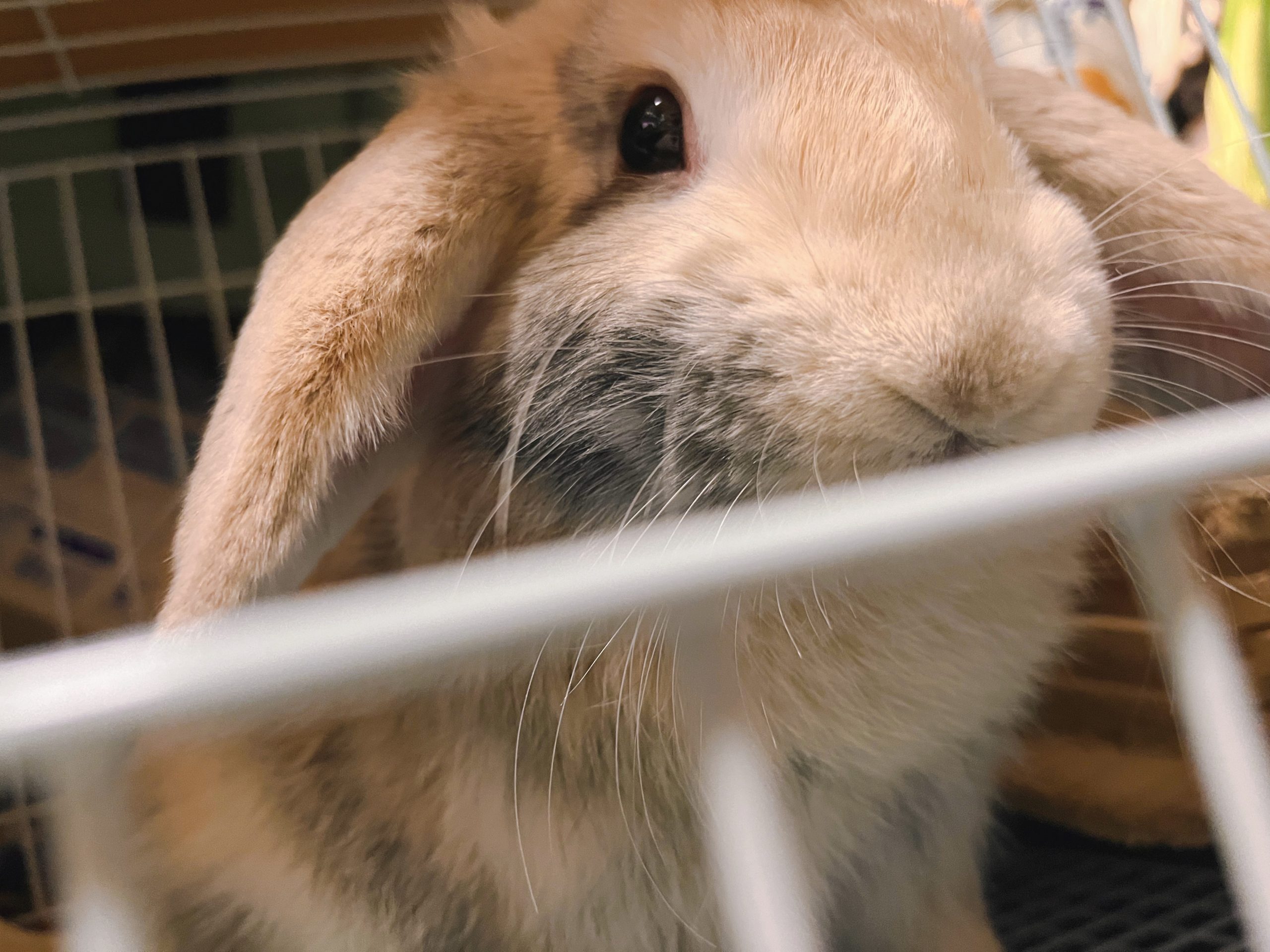 うさぎさん