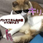 猫のにゃんこ先生がおじさん座り
