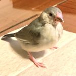 桜文鳥「凪」