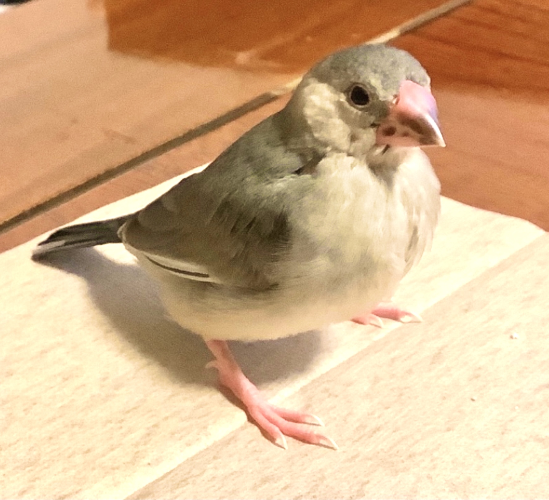 桜文鳥「凪」