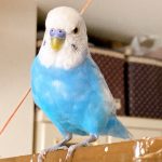 セキセイインコ　ピッピ　虹の橋で元気でね
