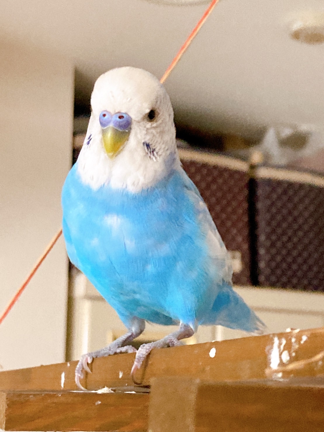 セキセイインコ ピッピ 虹の橋で元気でね