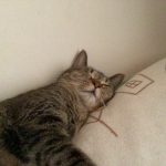 寝てる猫　種類　雑種