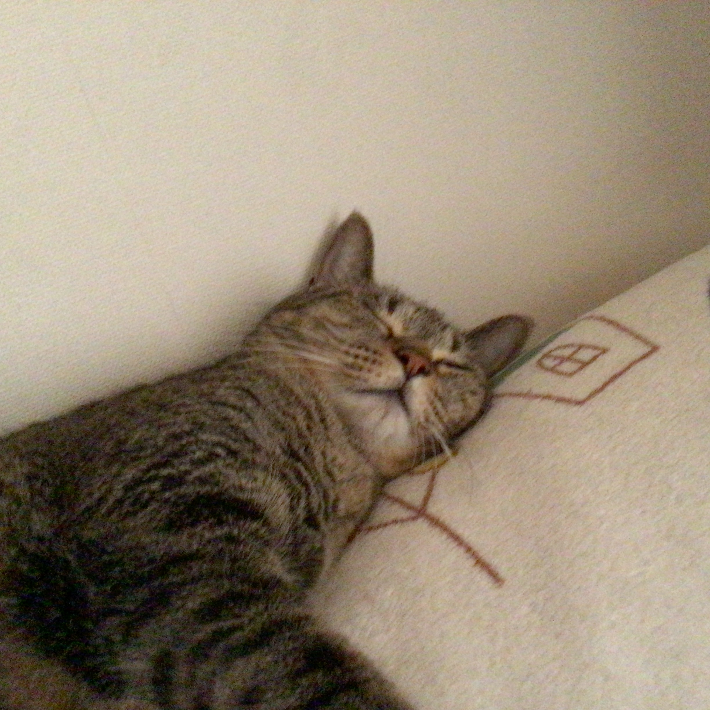 寝てる猫 種類 雑種