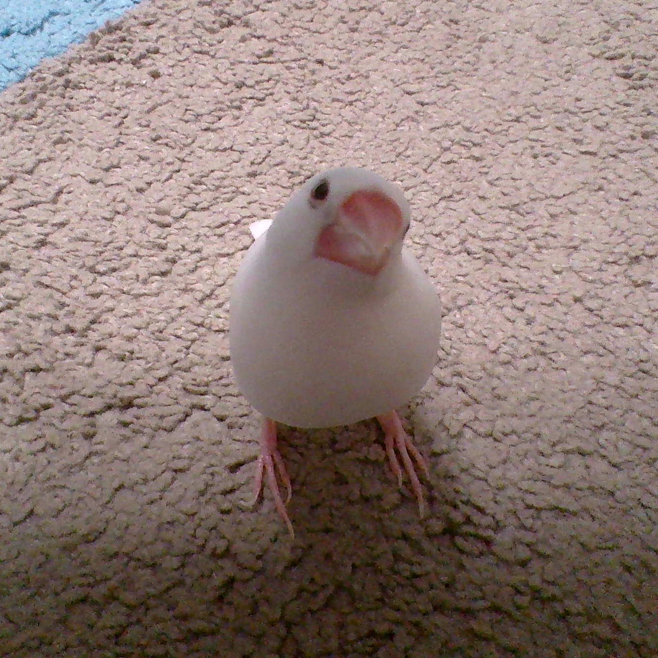 白文鳥のさしみ