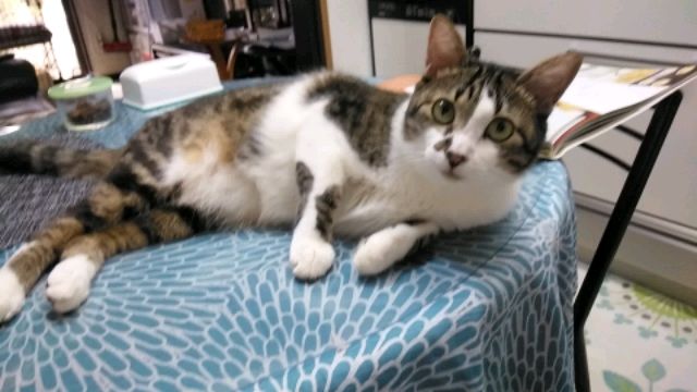 モモちゃんリラックス