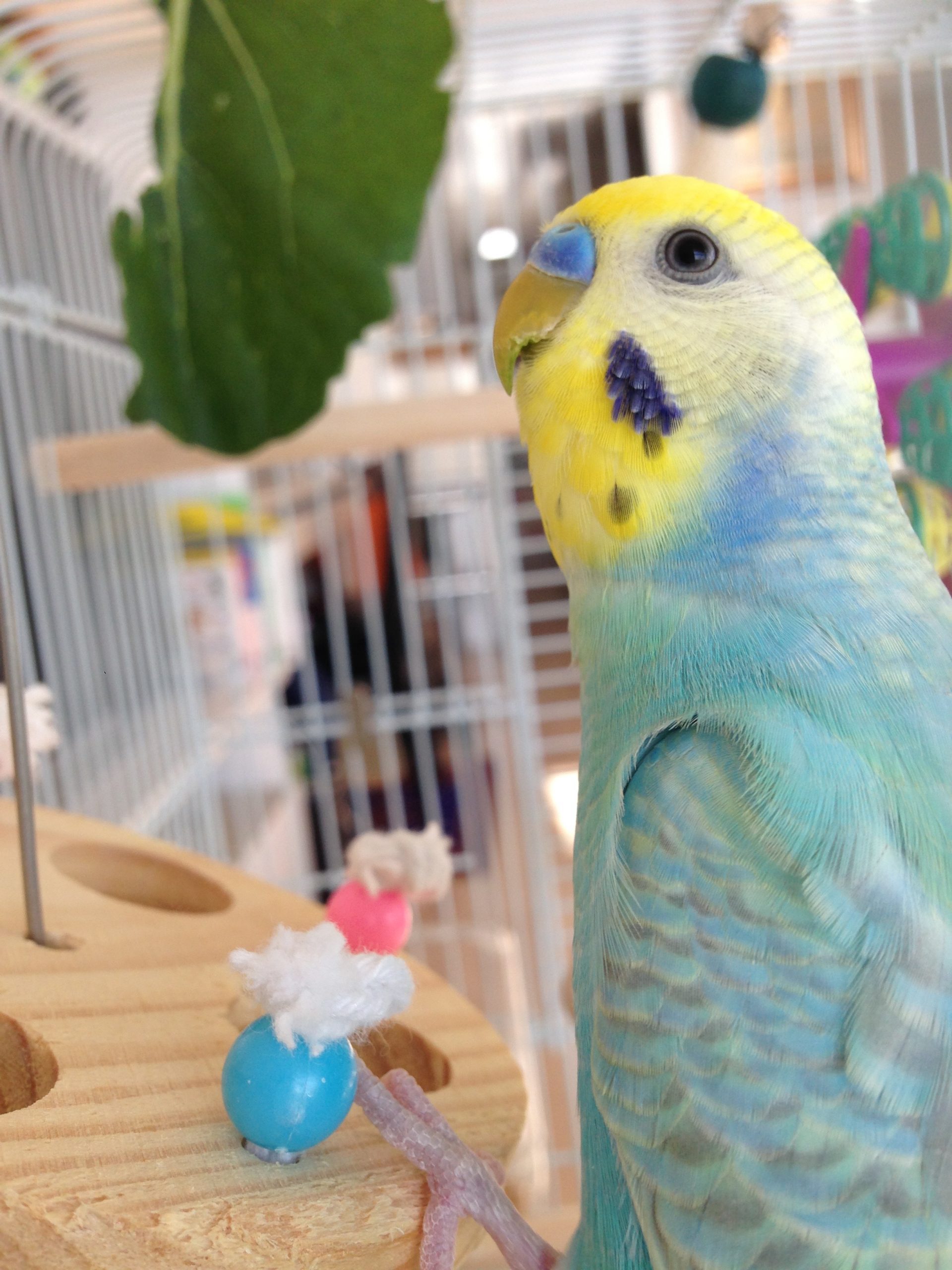 インコのトムちゃん