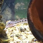 ドジョウのどんちゃん