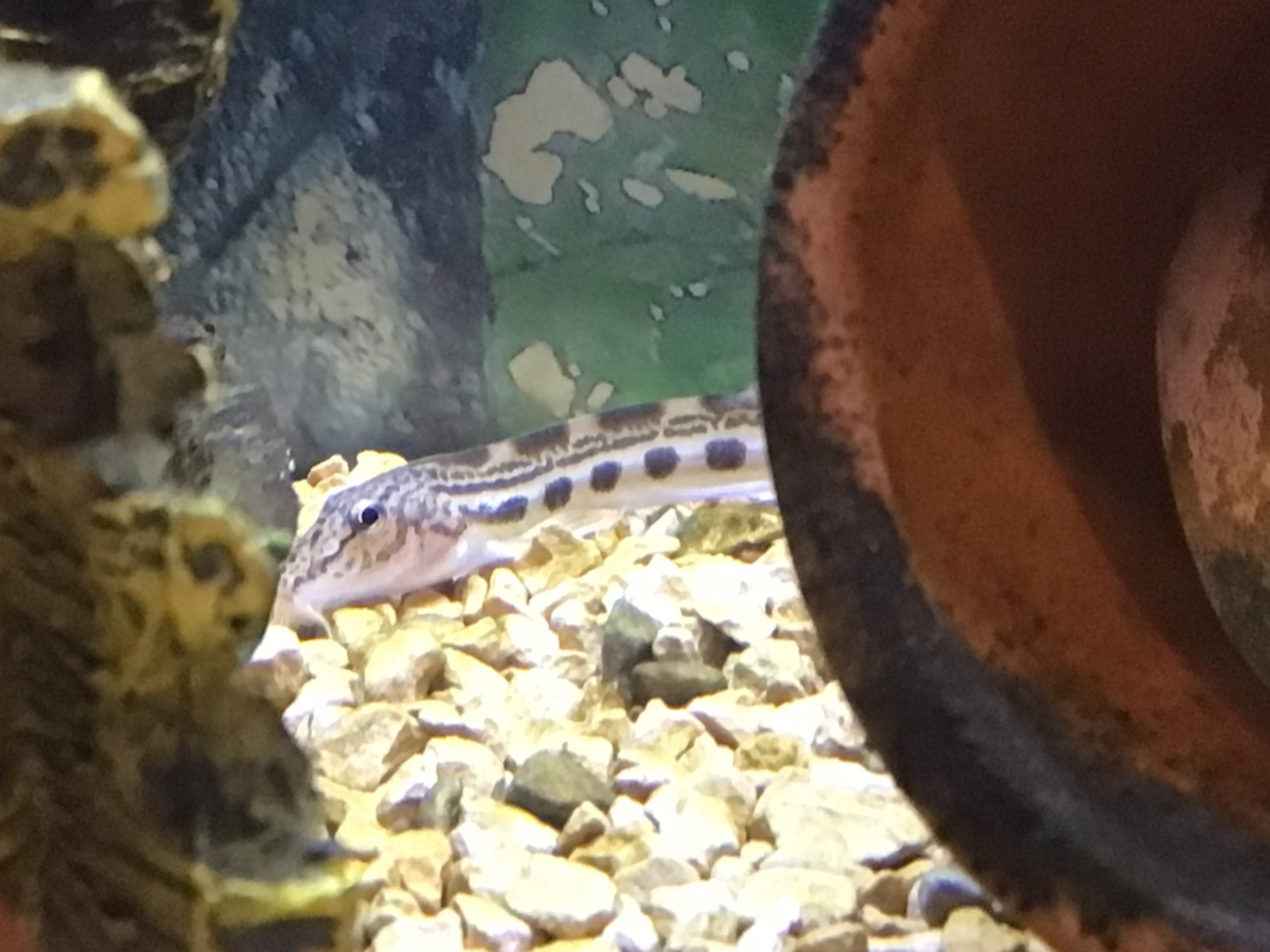 ドジョウのどんちゃん