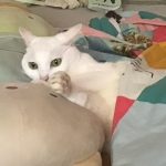 まる~
