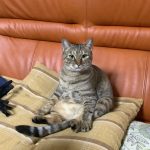 おこめ　ベストショット