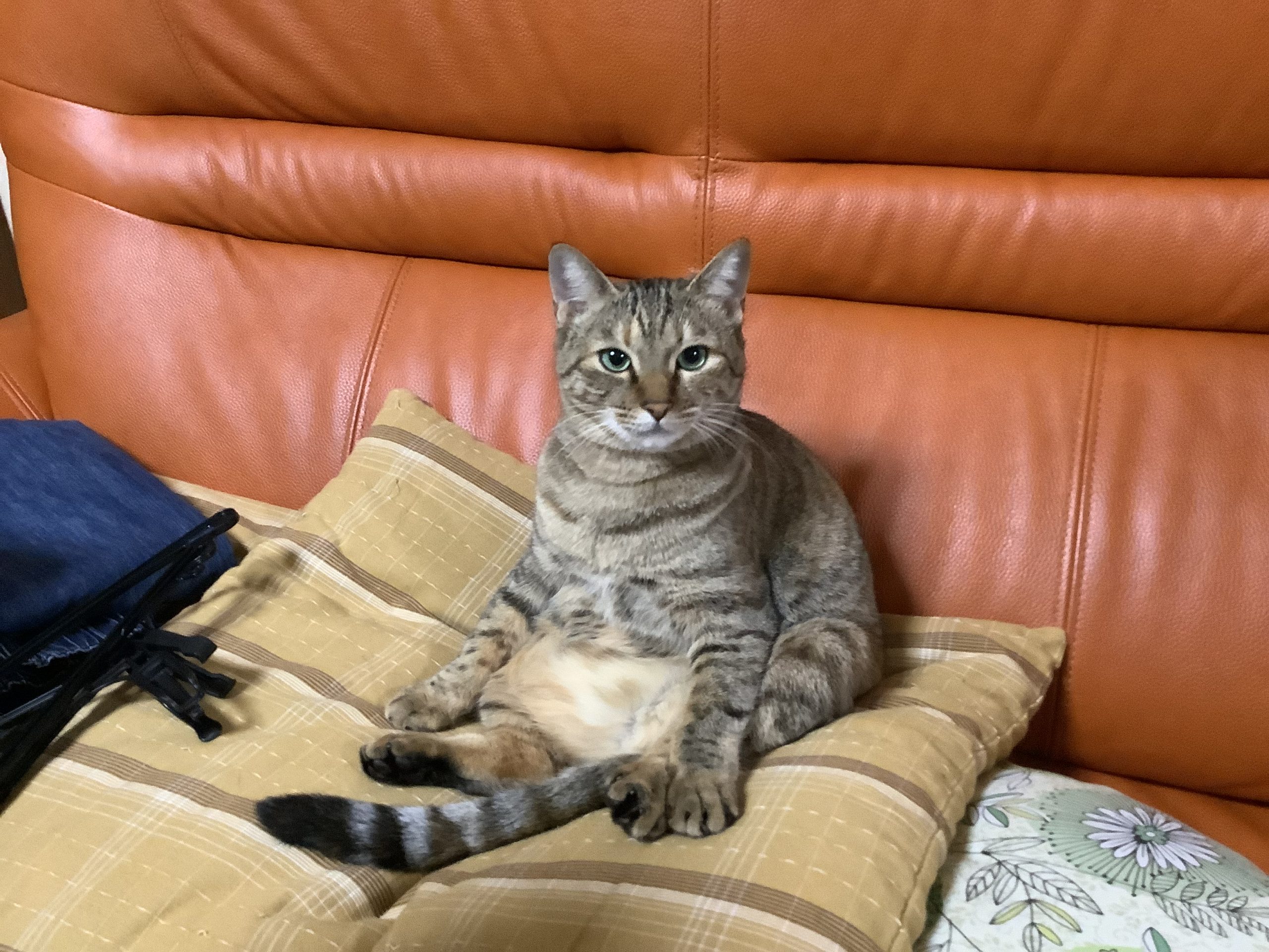 おこめ ベストショット