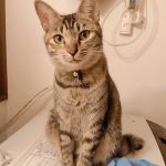 【のて】キジ猫