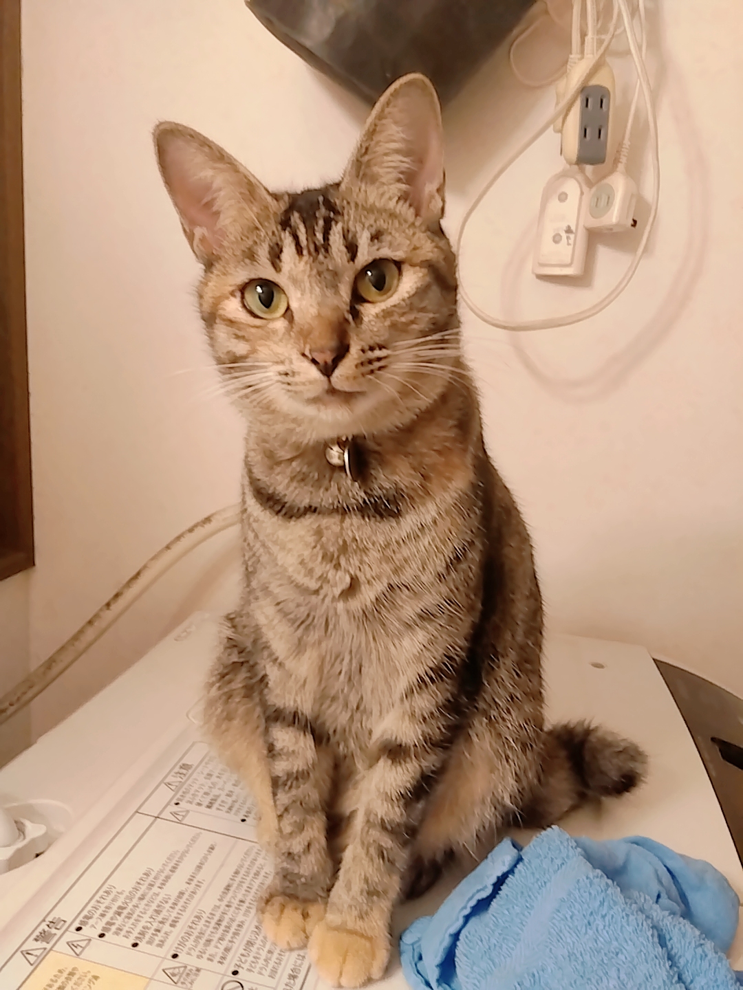 【のて】キジ猫