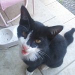 くろちゃん