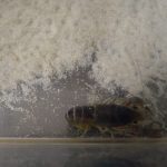 ザリガニ