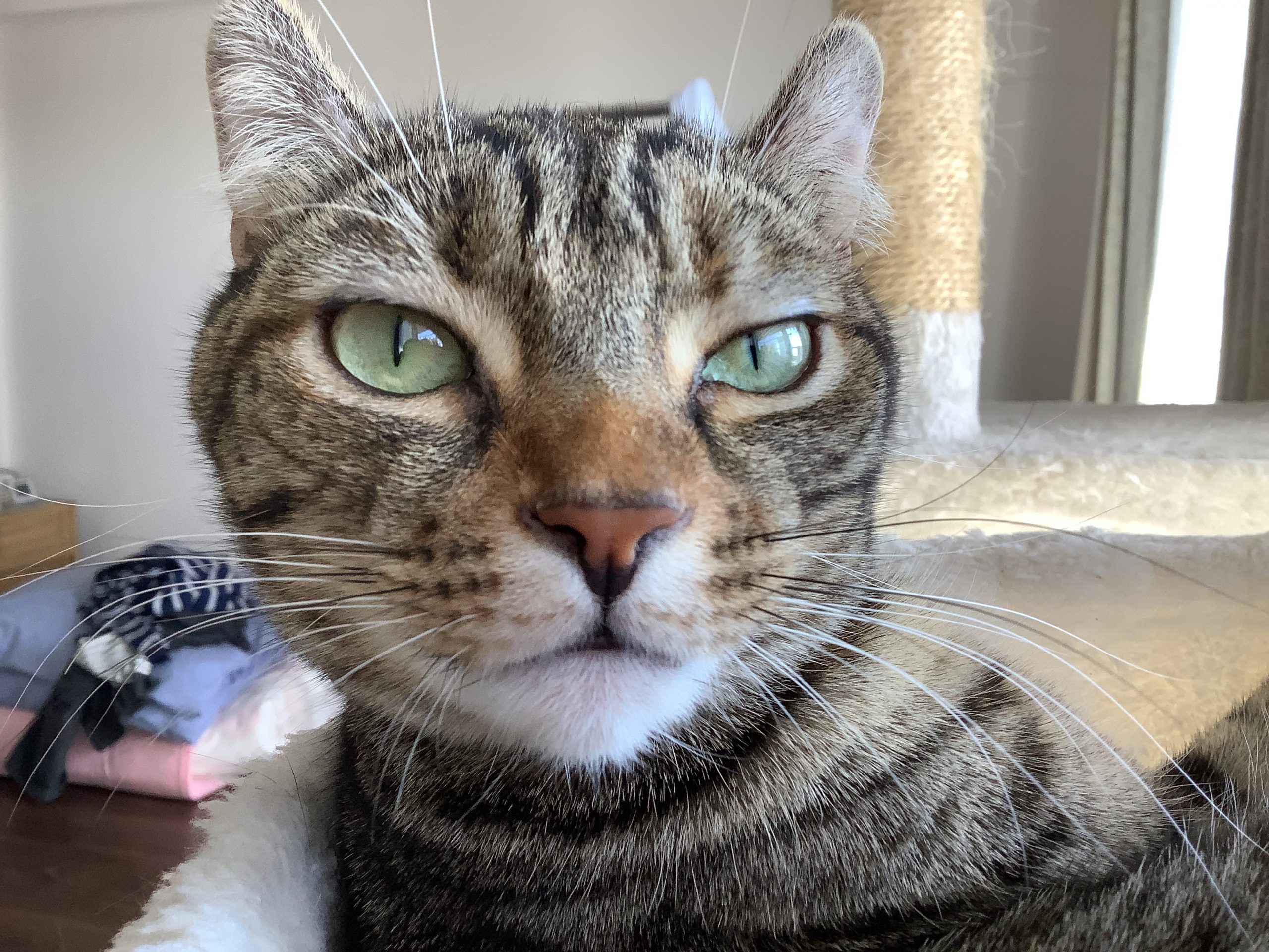 かわいいアメリカンカールきなこ