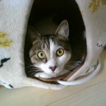 衣笠　猫　キジトラ