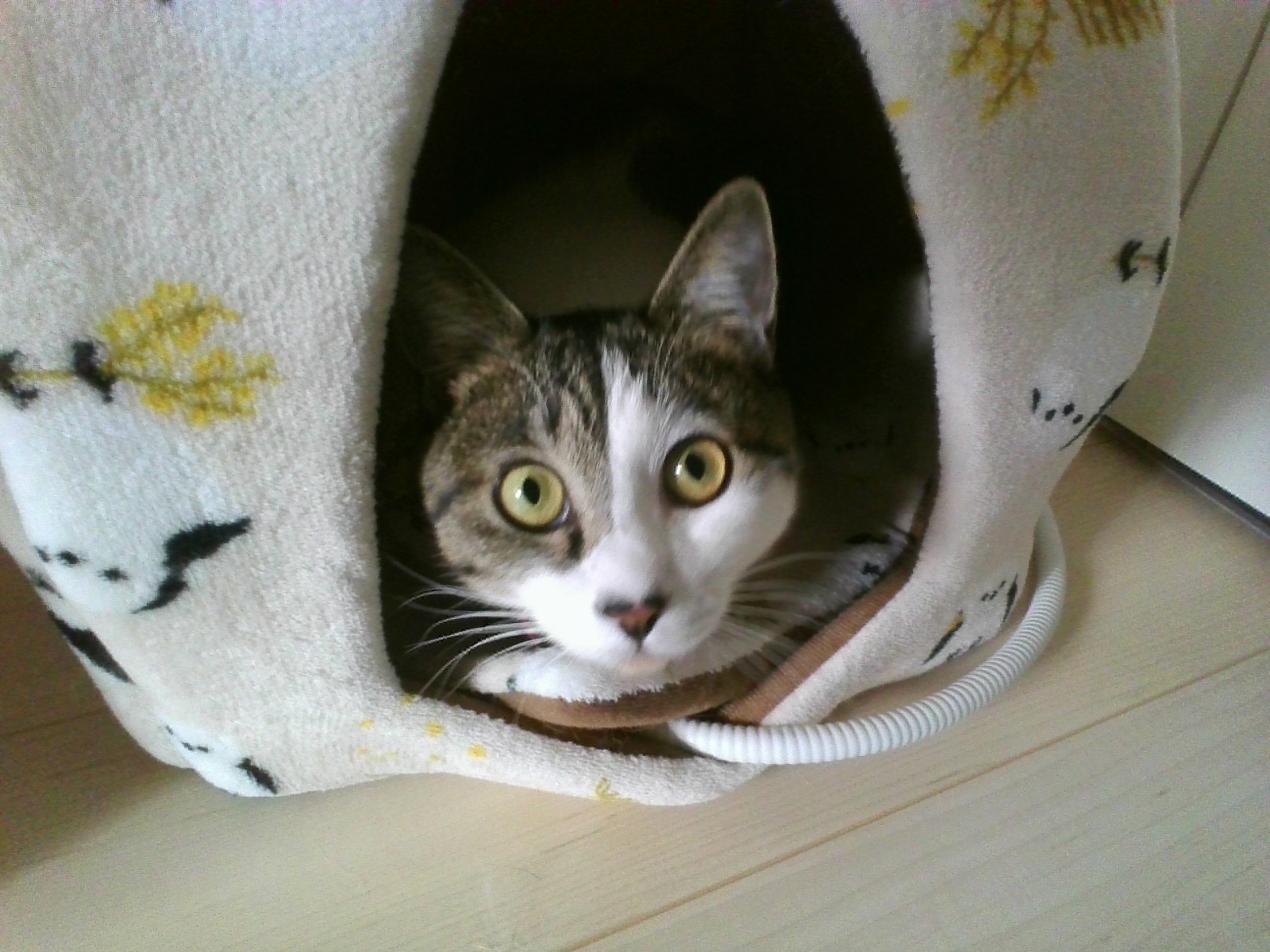 衣笠　猫　キジトラ