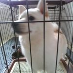 青葉　犬　チワワと豆柴のミックス犬