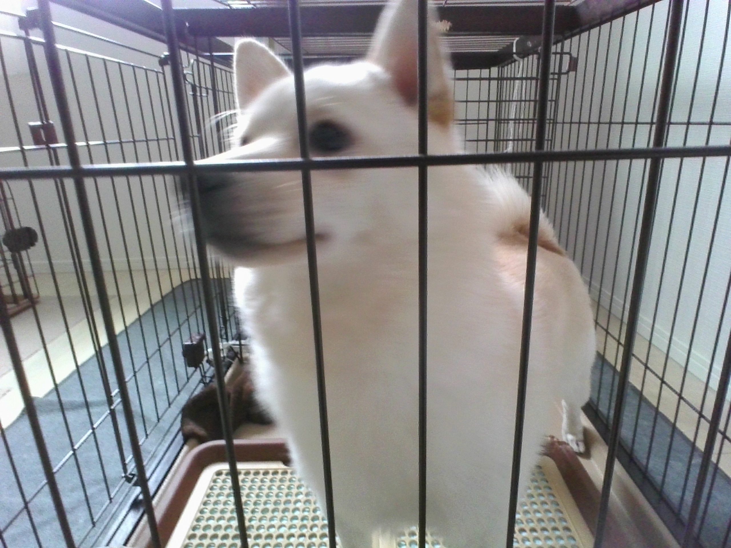 青葉　犬　チワワと豆柴のミックス犬