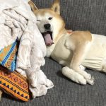うちの愛犬  柴
