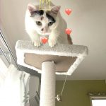 三毛猫のまる!
