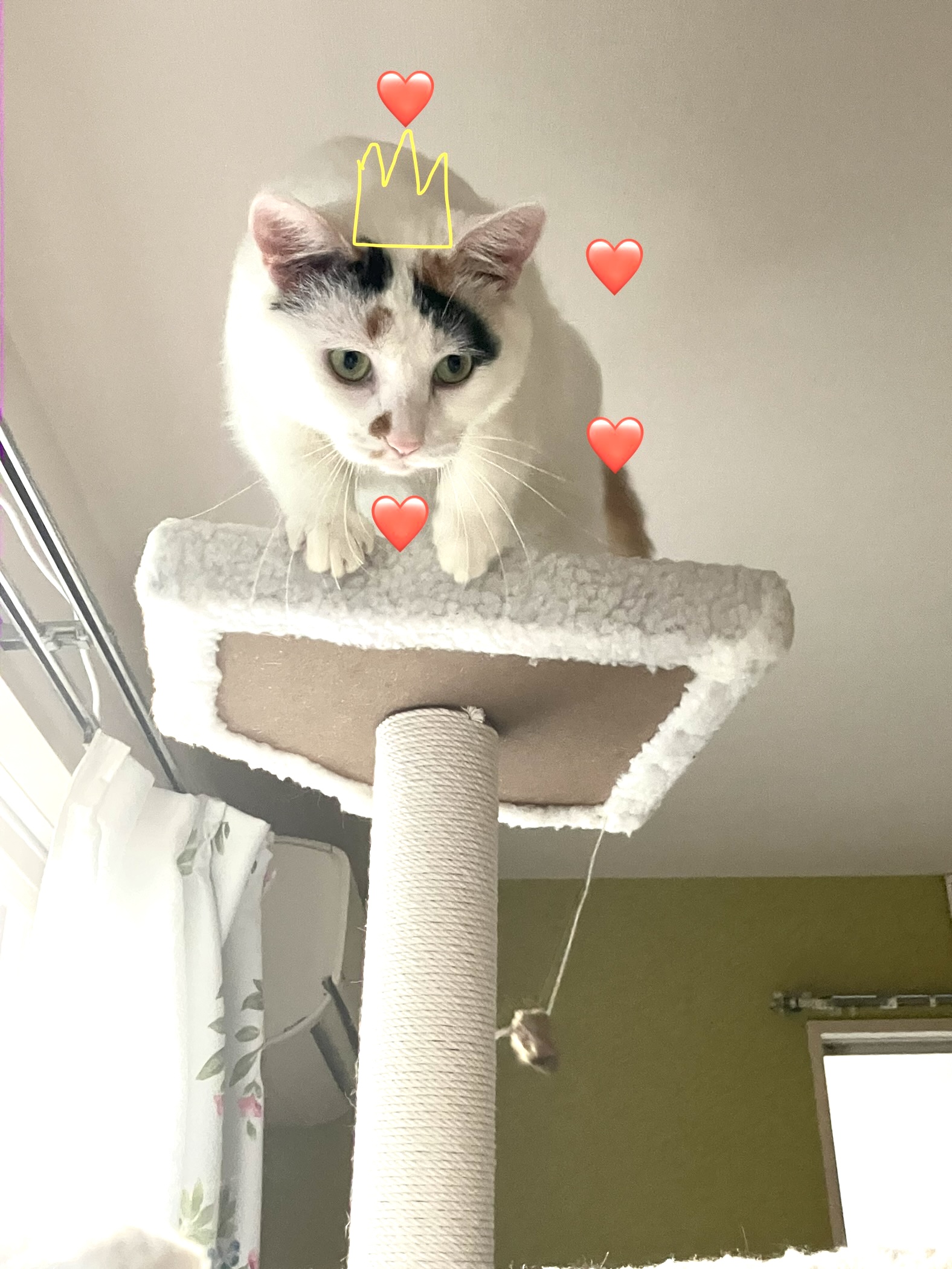 三毛猫のまる!