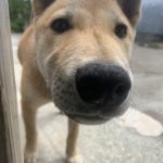 名前は、花 縄文犬の柴犬です！